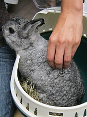Kaninchen bei Tiersegnung